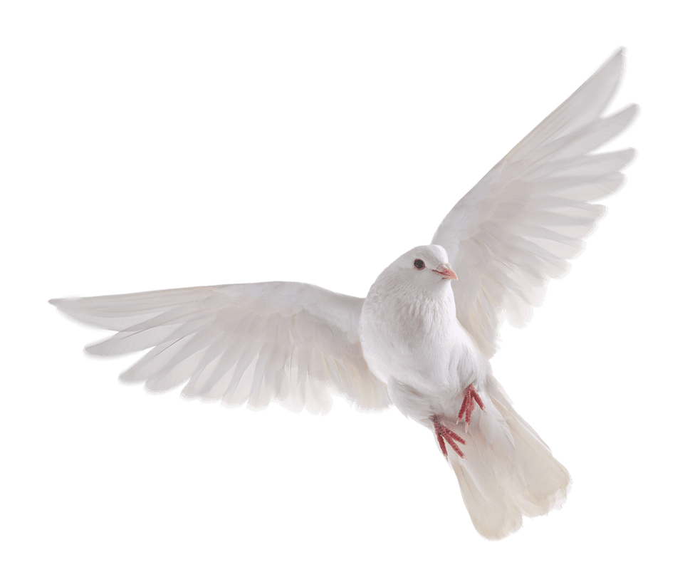 White dove on a transparent background. by PRUSSIAART on DeviantArt