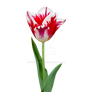 Tulip flower on a transparent background