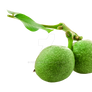 Green walnuts on a transparent background.