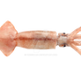 Squid on a transparent background.