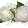 White roses on a transparent background.