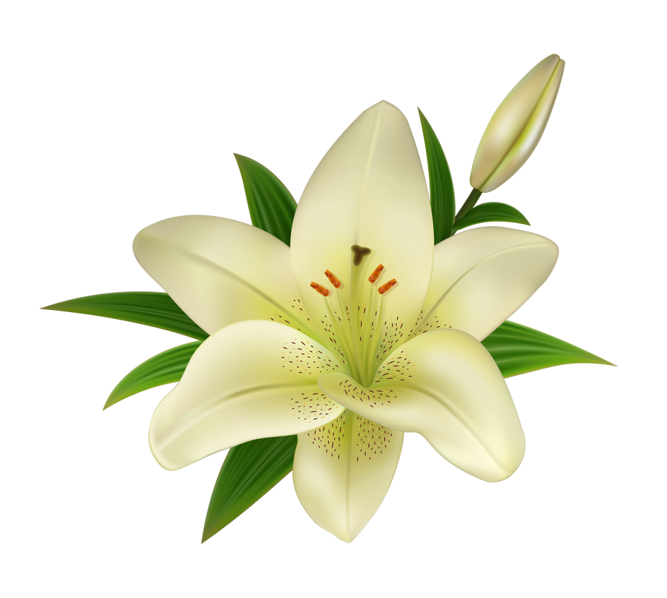 White lily flower on a transparent background. by PRUSSIAART on DeviantArt