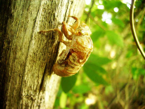 Cicada Shell 1