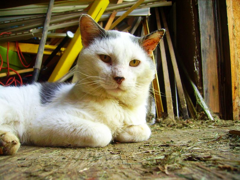 Gabriel in the Shed R.I.P.