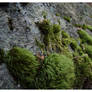 Moss 1