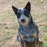 Blue Heeler 2