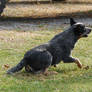 Blue Heeler 15