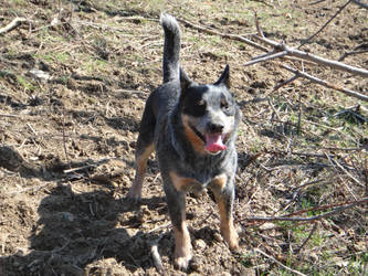 Blue Heeler Stock 17