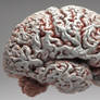 3D brain specimen 01
