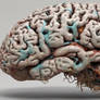 3D brain specimen 03