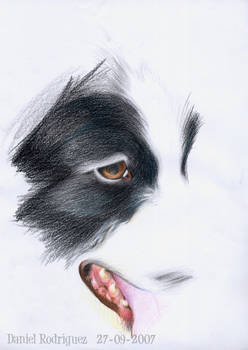 Border collie at face value