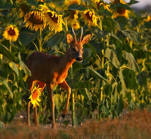 dear sunflowers by ALetertre