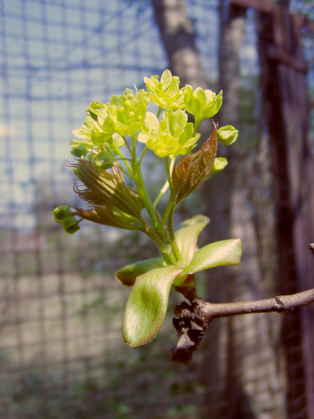 Acer platanoides