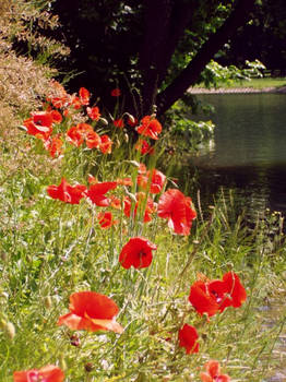 Papaver somniferum L. 2