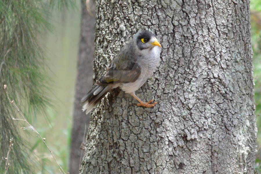 Native Minor Native Minor Bird by AlvaLoch on DeviantArt