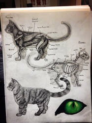 Cat Anatomy