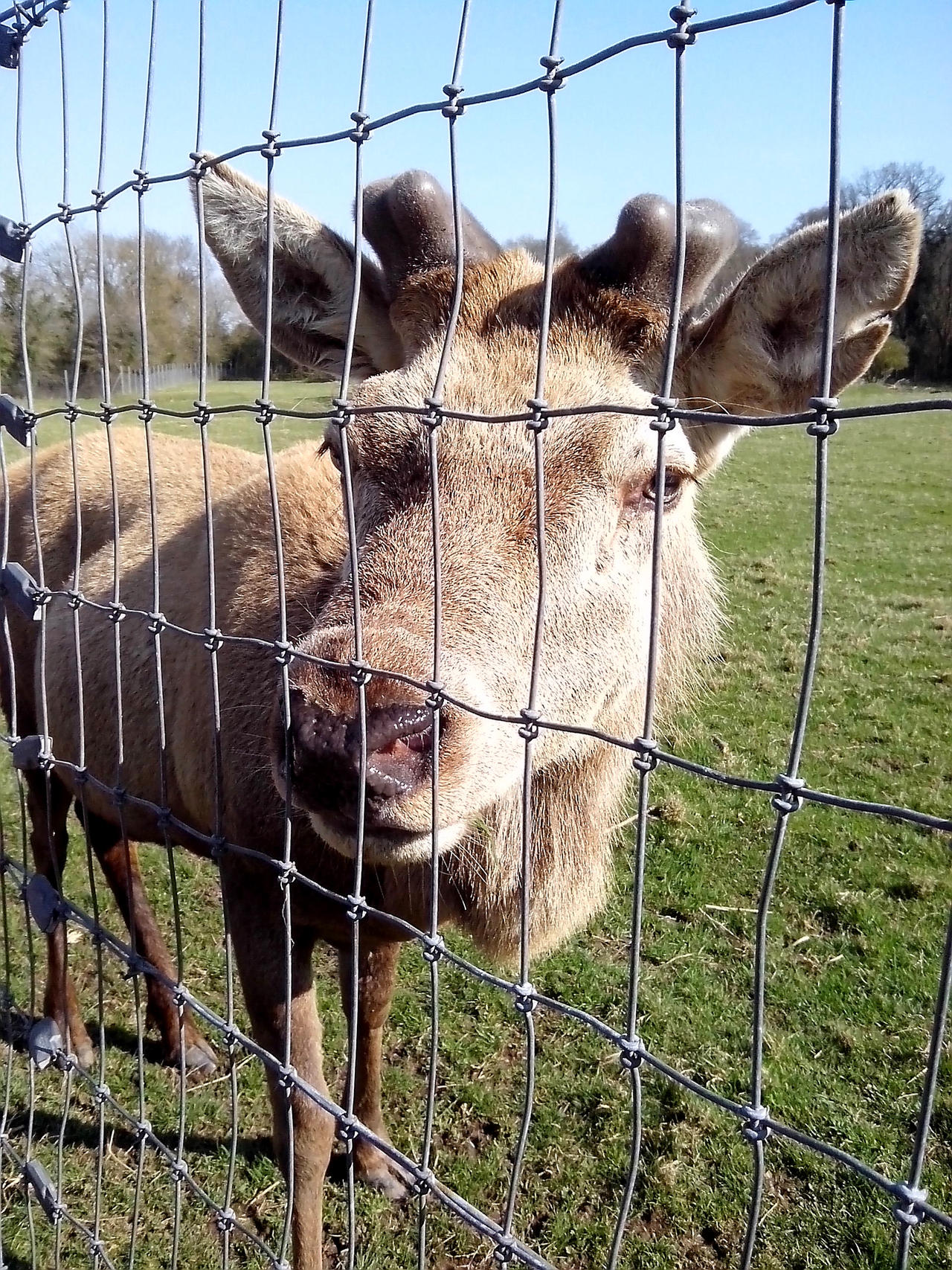 Friendly Deer