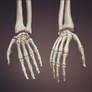 Skeleton hands