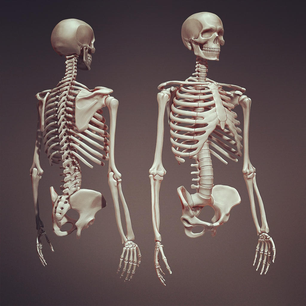 skeleton study