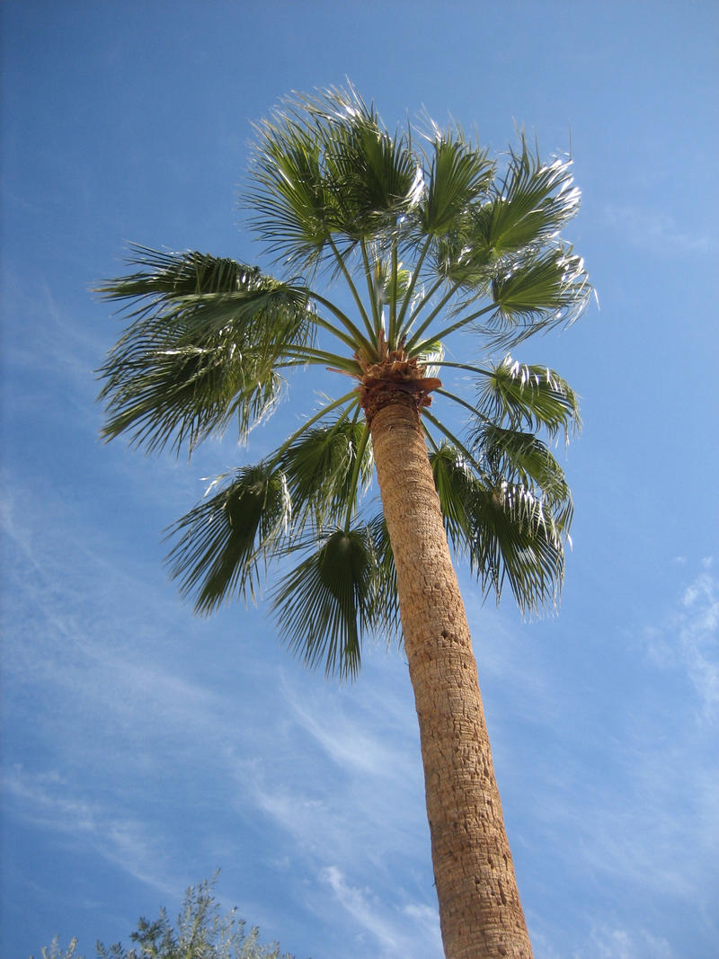 Palm Tree