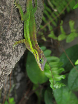 Anolis Lizard 3