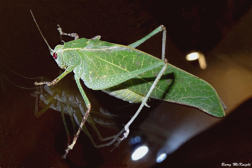 Katydid Insect Design Insect #16 - Katydid by baz35 on DeviantArt