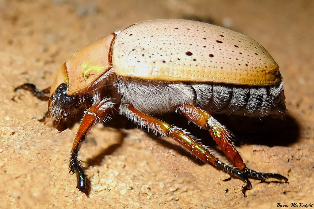 December Insect Insect #52 - Christmas beetle by baz35 on DeviantArt