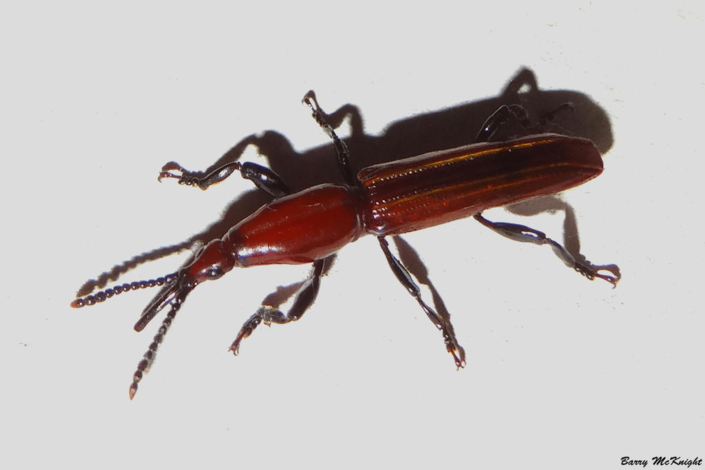 Insects #58 - Straight-snouted weevil. by baz35 on DeviantArt
