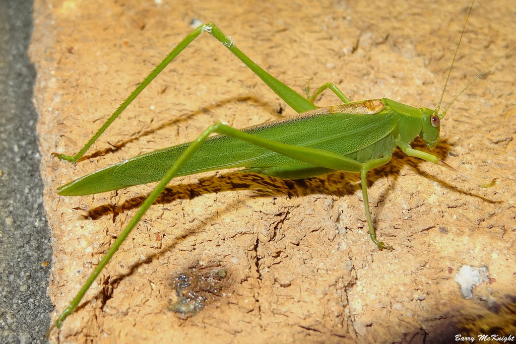 Insect #98 - Katydid by baz35 on DeviantArt