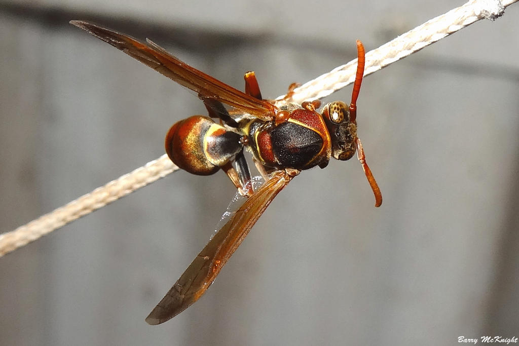 Insect 101 Insect #101 - Polistes humilis - 1 by baz35 on DeviantArt