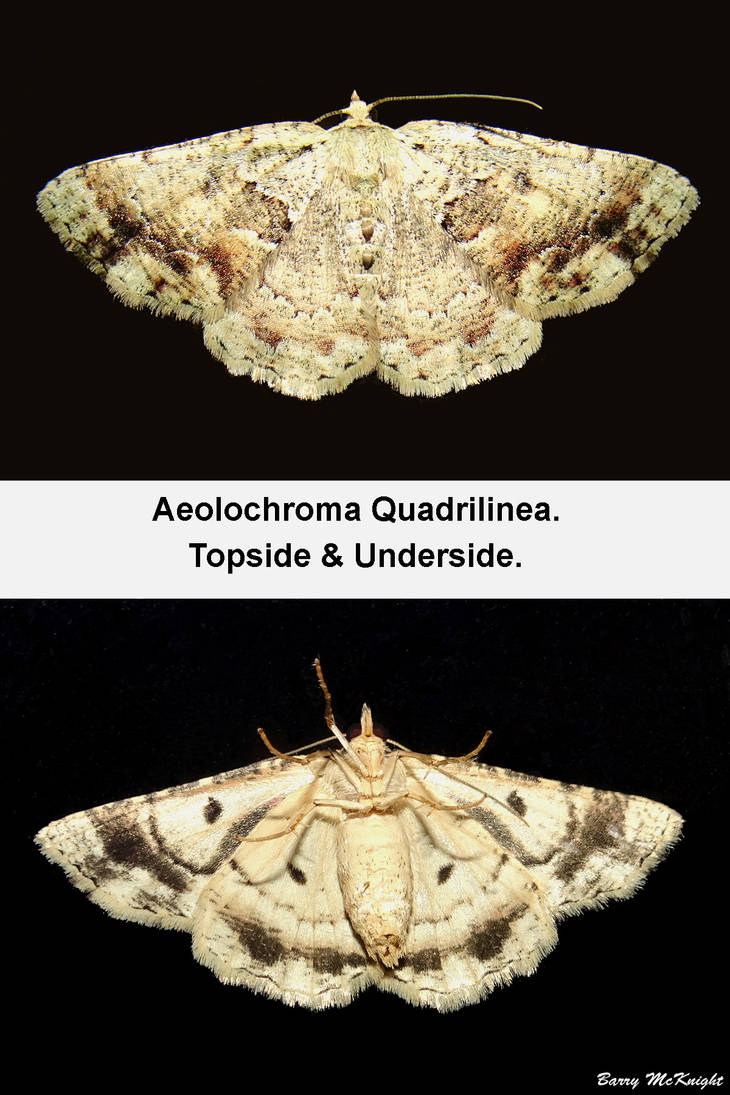 Moth #1079 - Aeolochroma Quadrilinea.Top Bot by baz35 on DeviantArt