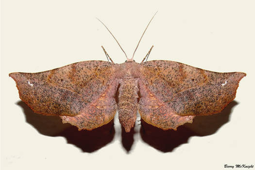 Moth #1239 - Parepisparis virgatus.