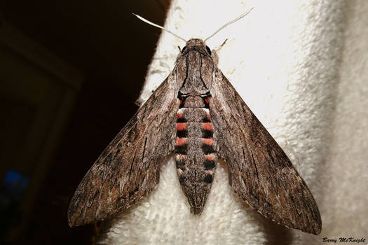 Moth #1242 -  Agrius Convolvuli.