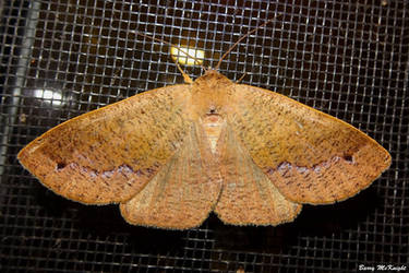 Moth #1245 - Brown moth.