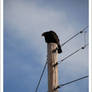 Turkey Vulture