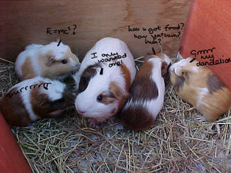 Guinea-pigs RULE