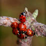 Ladybugs xD