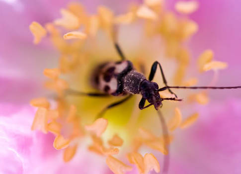 Macro Lens Nature