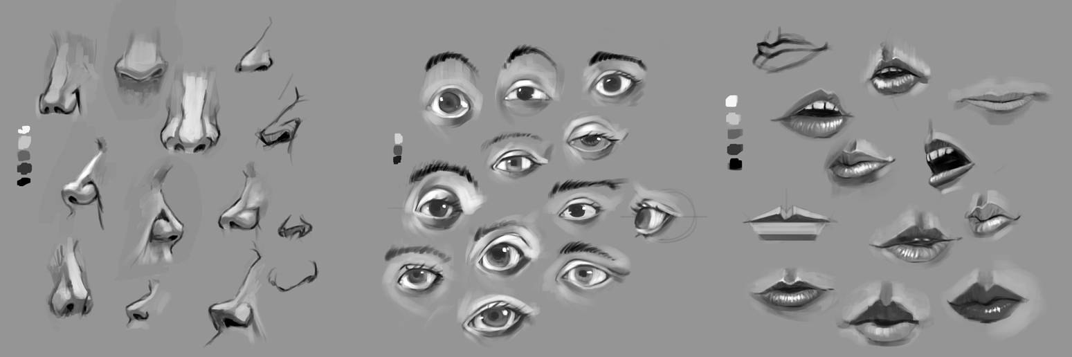 Facial Anatomy Practice by woodydrawsstuff on DeviantArt