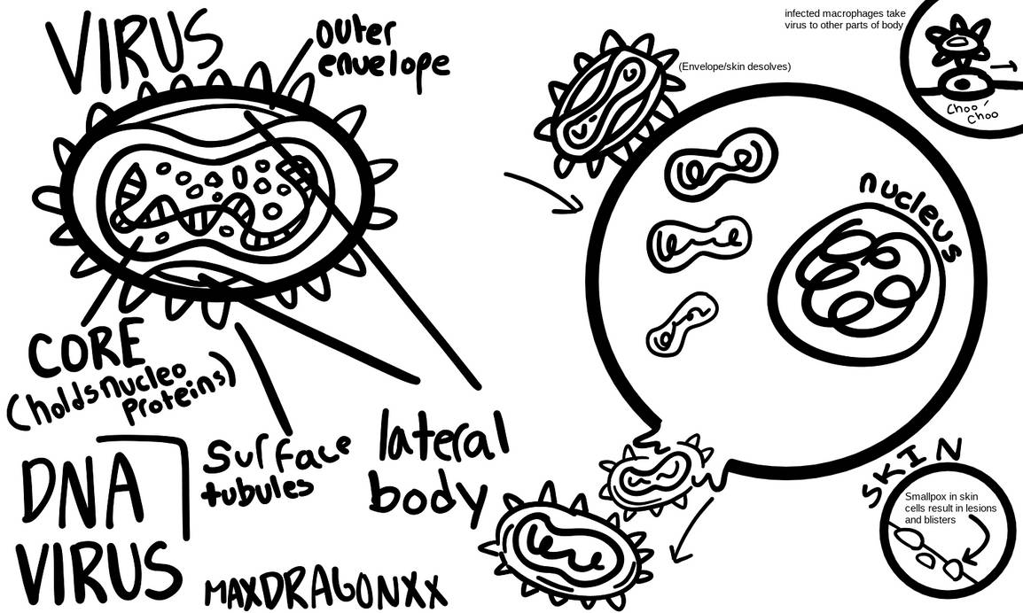 Model Smallpox by MaxdragonxX on DeviantArt