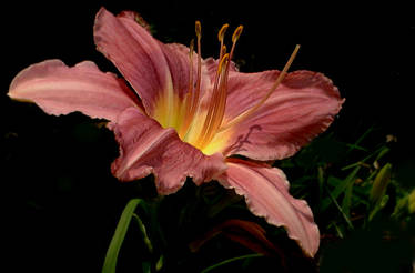 Pink Day Lily