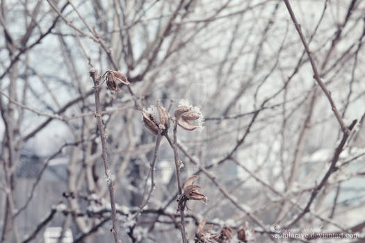 Dark Winter Flowers