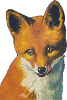 Fox Icon big