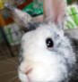 Butters Cute Rabbit (head) Icon big