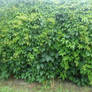 foliage