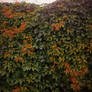 foliage1