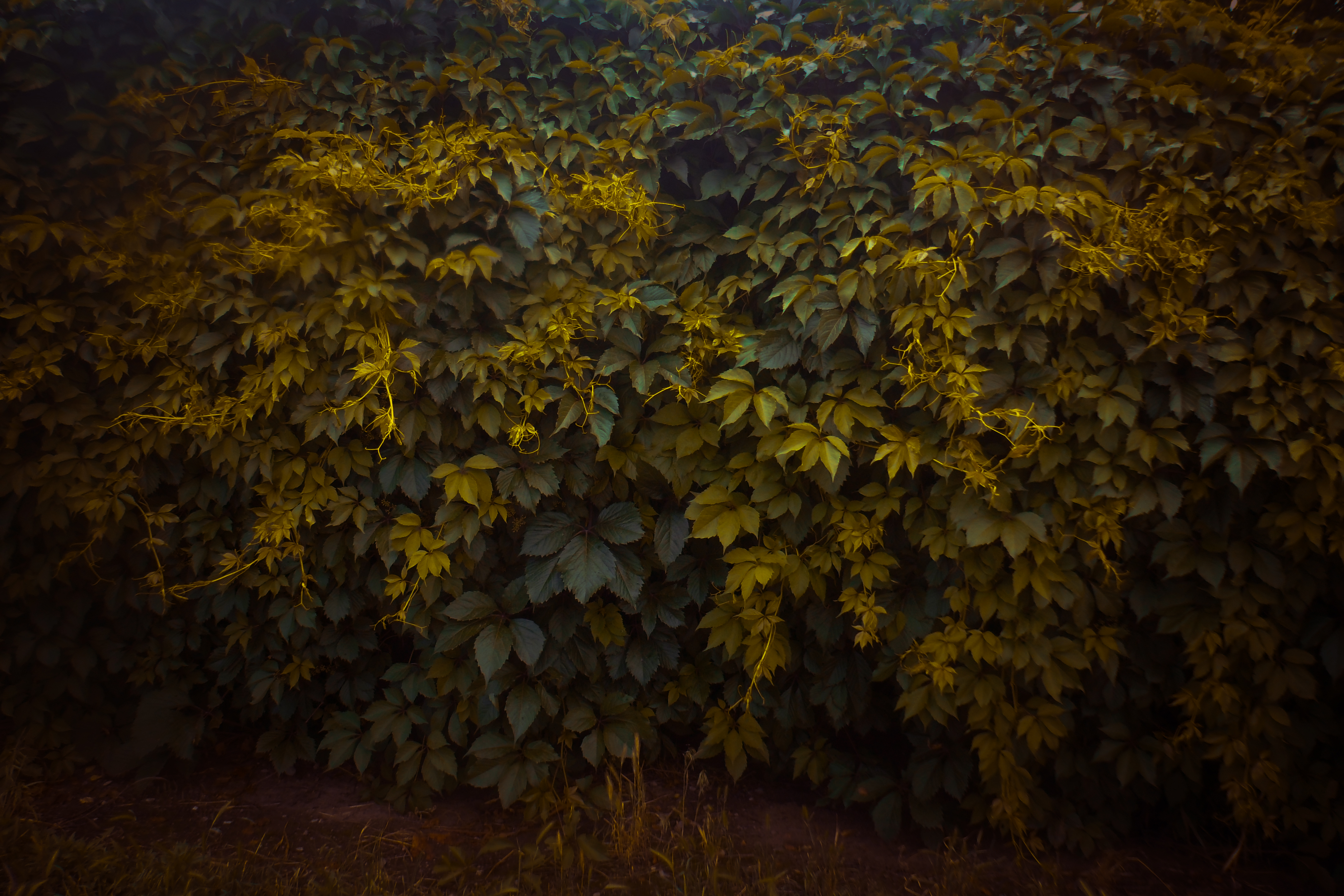 foliage