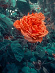 rose by Irina-Ponochevnaya