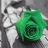 Green rose for roses-are-green