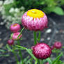 lollipop flower